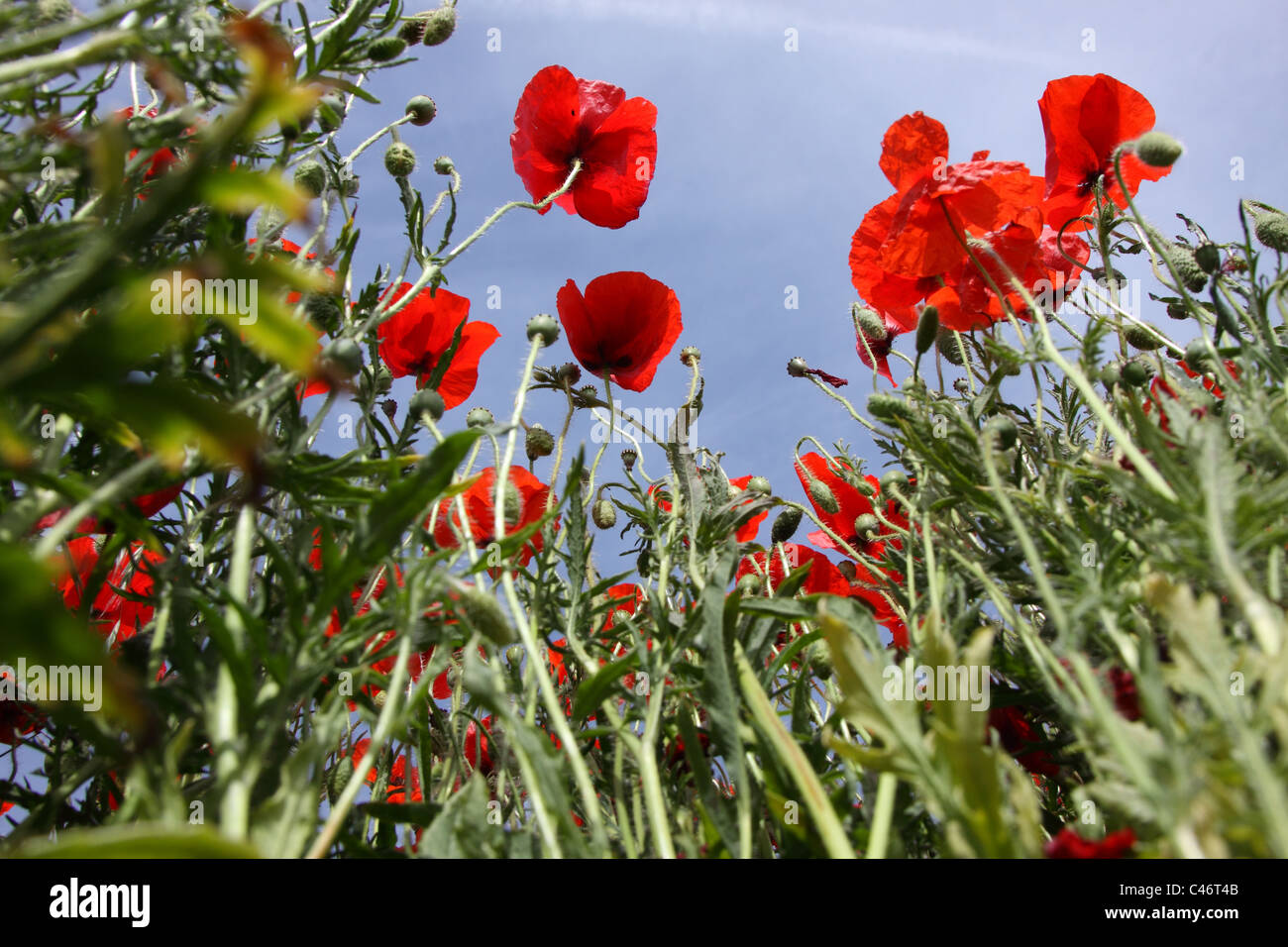 Blue sky and red poppies background hi-res stock photography and images ...