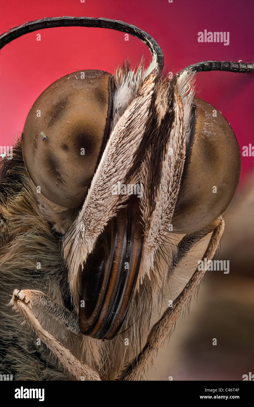 A butterfly portrait, showing detail of compound eye, scales and