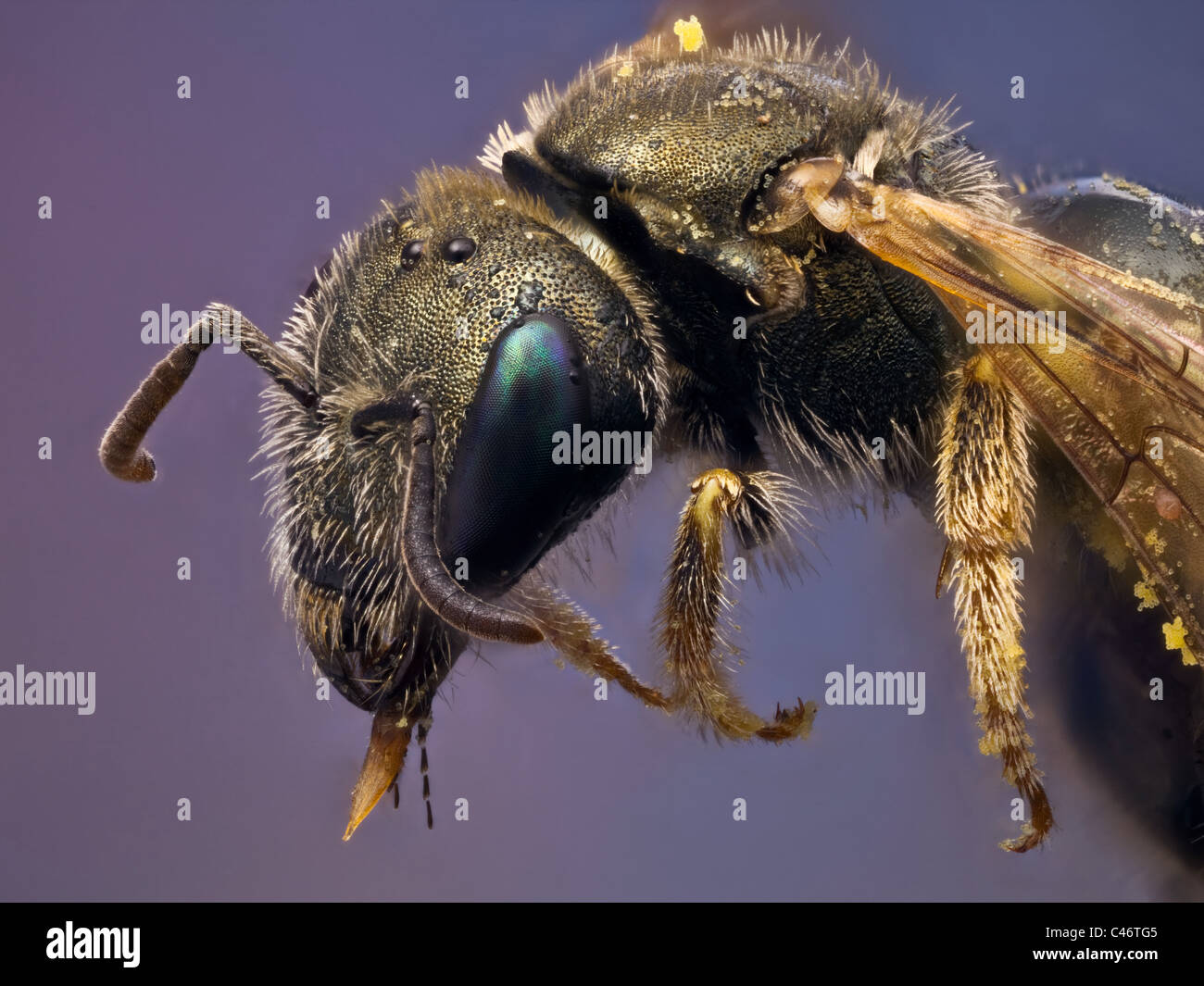 A small metallic bee covered on pollen, it has a parasitic mite on the wing Stock Photo