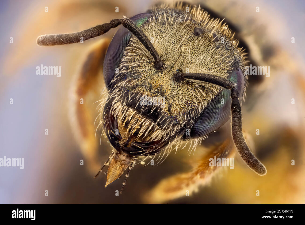 Front view of a small metallic bee at 7:1 Stock Photo