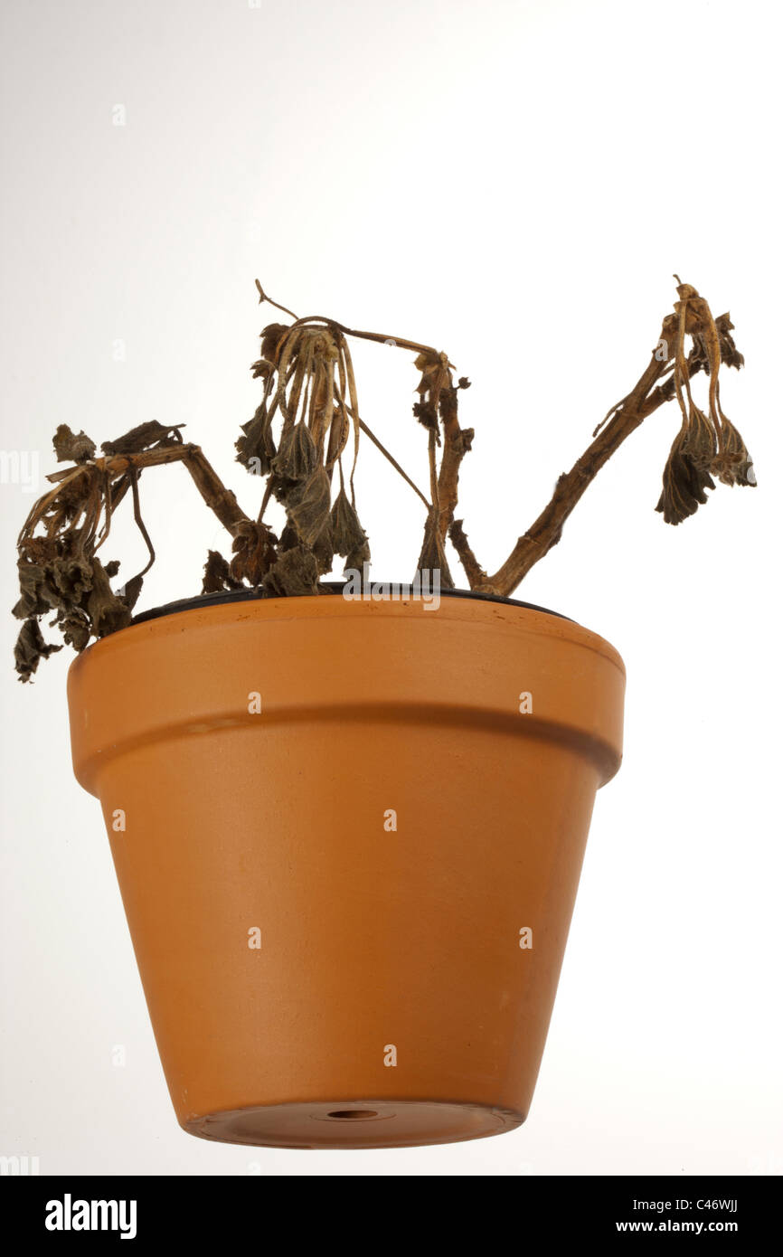 Flower of the dead hires stock photography and images Alamy