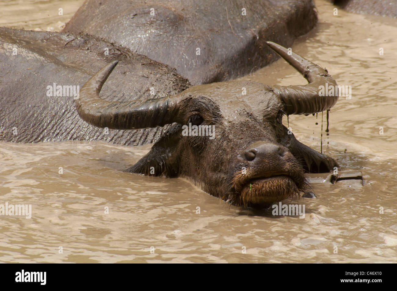 Buffalo in a pond Thailand Stock Photo
