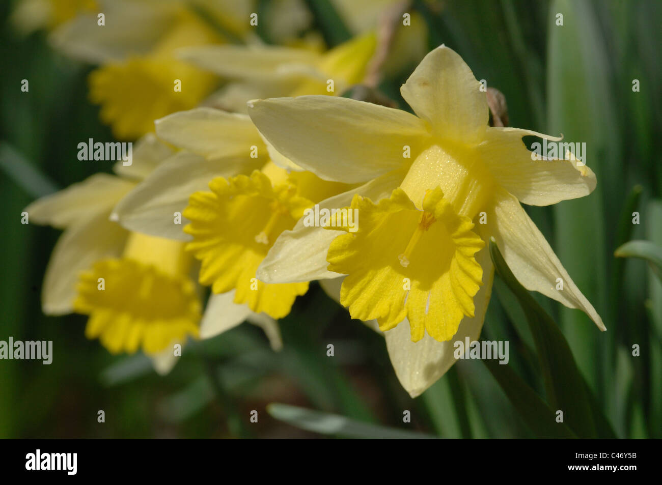 wild daffodil Stock Photo