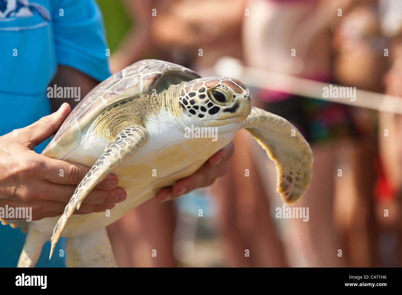 A volunteer from the SC Aquarium carries a rescued juvenile green sea turtle to the ocean for release June 3, 2011 in Kiawah, South Carolina. The sea turtle rescue program rehabilitates sick and injured sea turtles recovered along the coast of South Carolina. Stock Photo