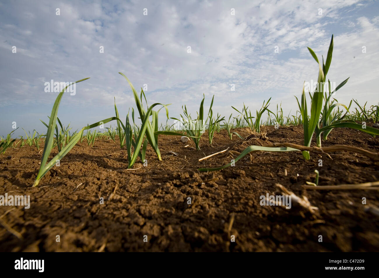 Photograph of a planted field in the Galilee Stock Photo