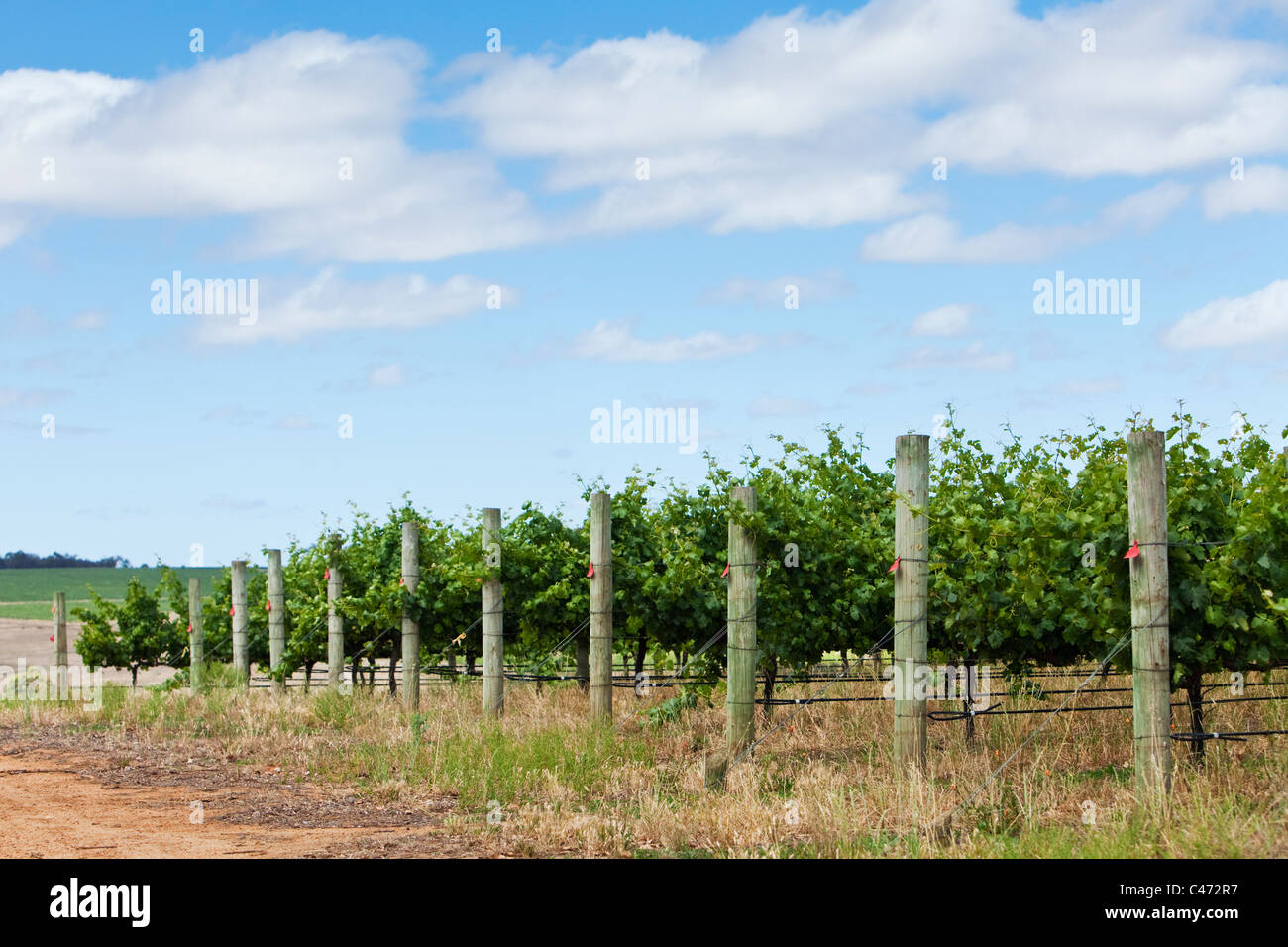 Vineyard in the Mt Barker wine region. Mt Barker, Western Australia, Australia Stock Photo