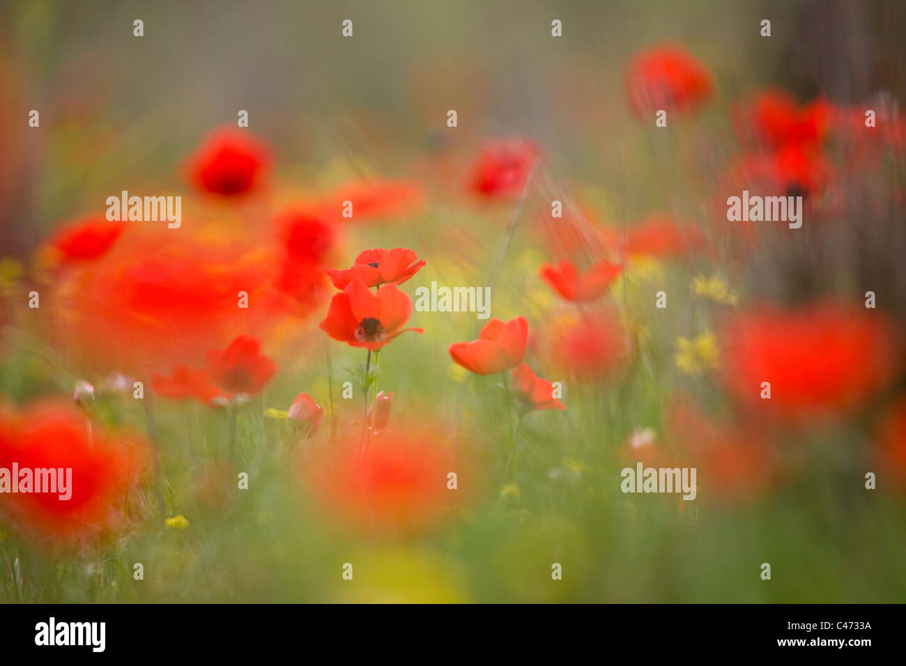 Closeup of a field of Anemones in the Western Negev Stock Photo - Alamy