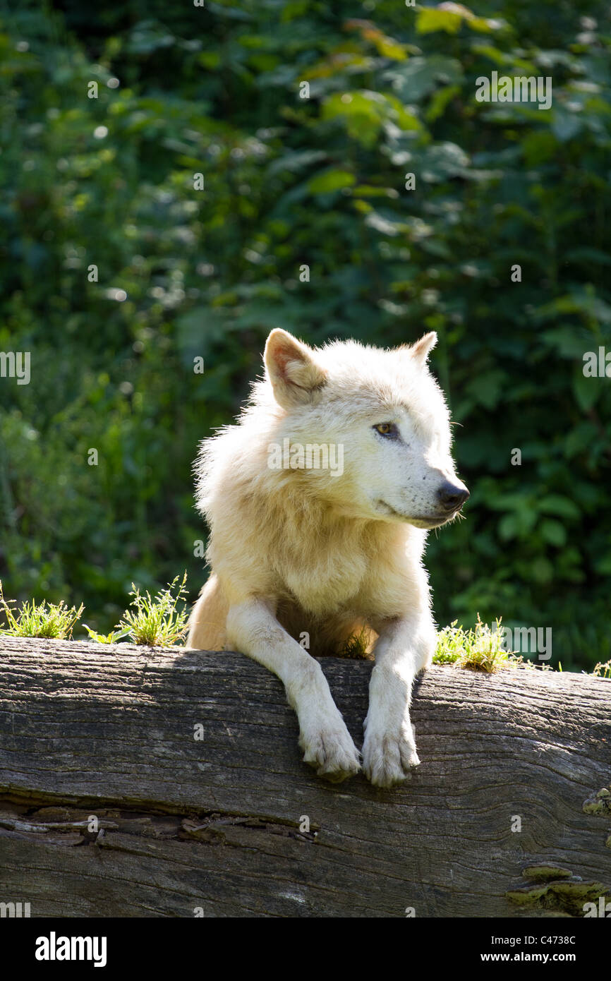 European Wolf in the summer sun Stock Photo