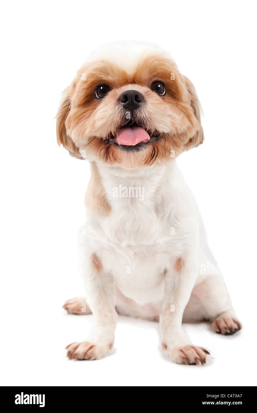 cute dog isolated on white background Stock Photo - Alamy