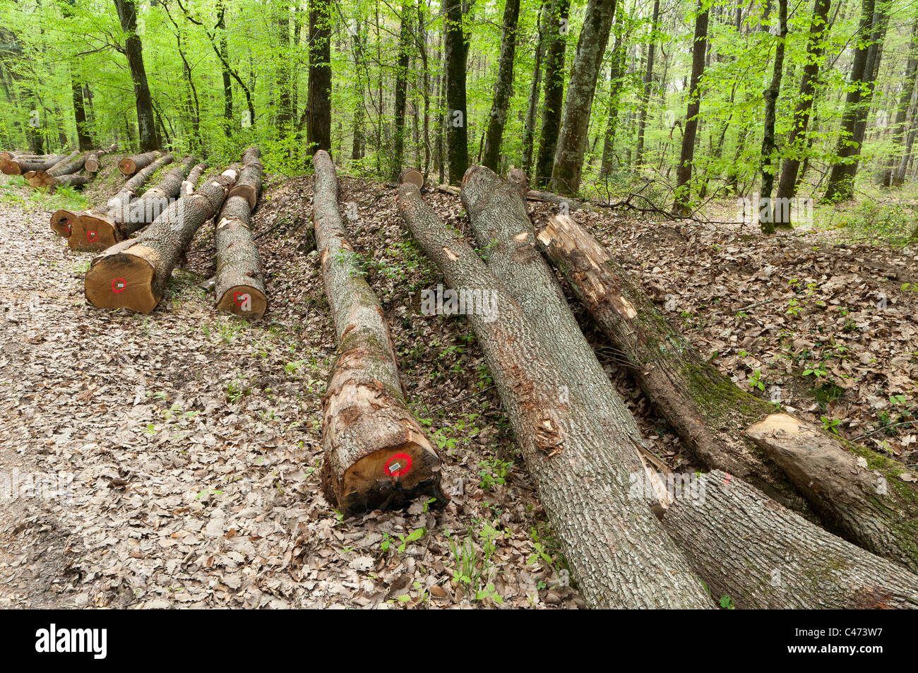 Trees trunks lying in National Forest of  Tronçais (Troncais),  Saint Bonnet Tronçais 03360, France Stock Photo