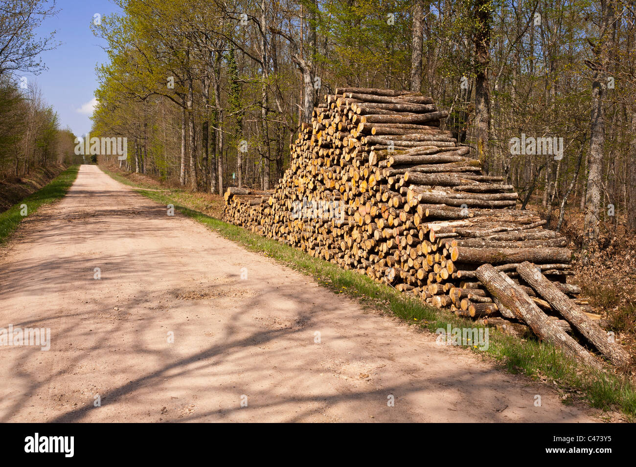 Stack of oak logs, on the edge of a forest path, national forest of Tronçais.  France. Stock Photo