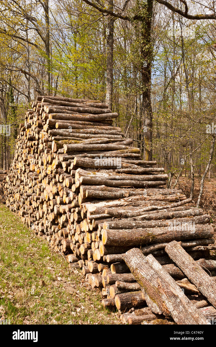Stack of oak logs, national forest of Tronçais.  France. Stock Photo