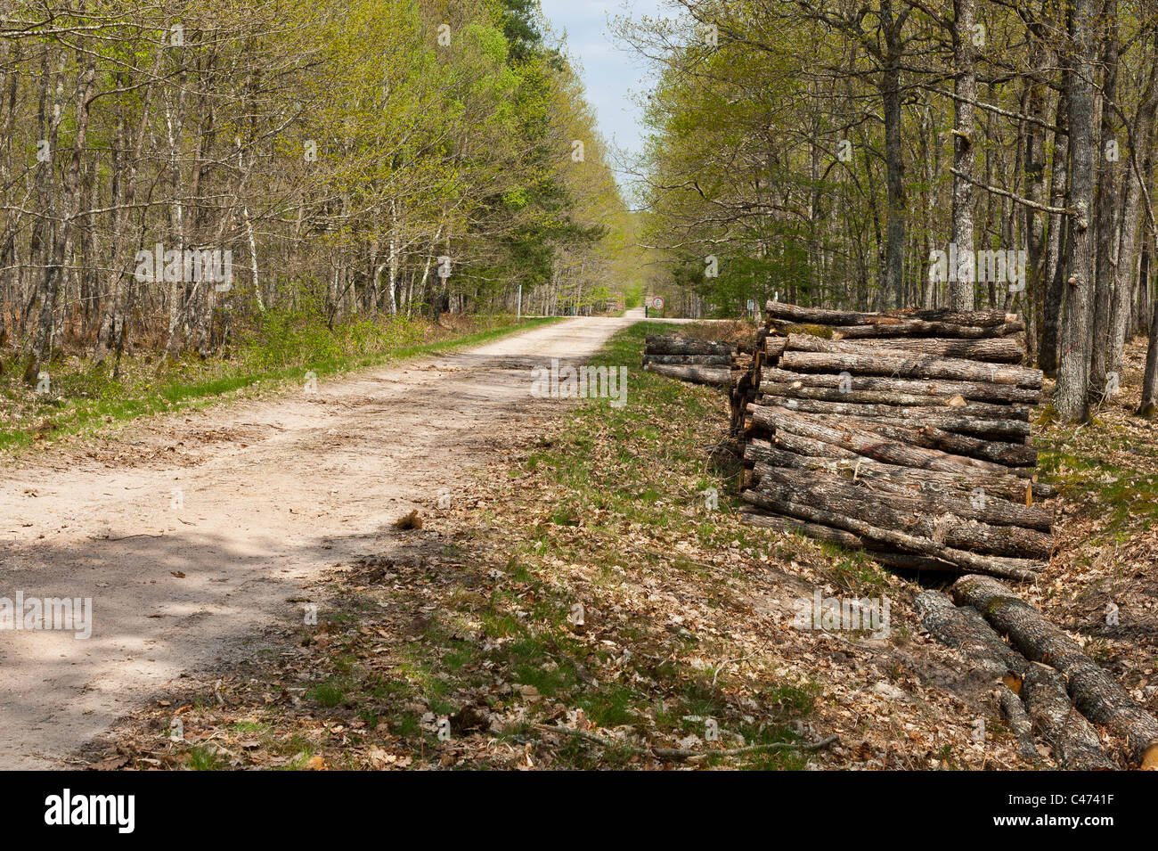 Stack of oak logs, on the edge of a forest path, national forest of Tronçais.  France. Stock Photo