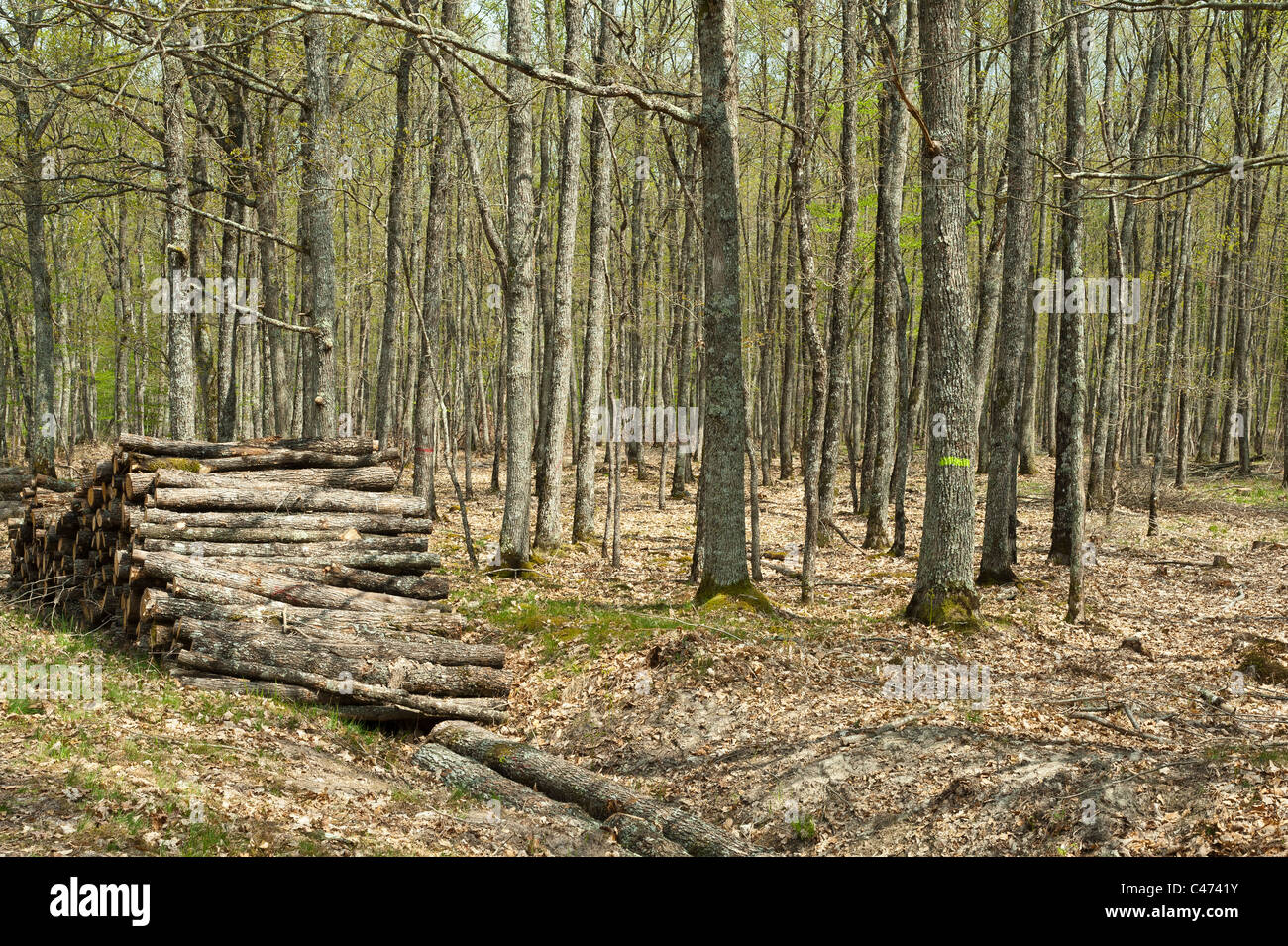 Woods stacked,  National Forest of Tronçais (03360 ), France. Stock Photo