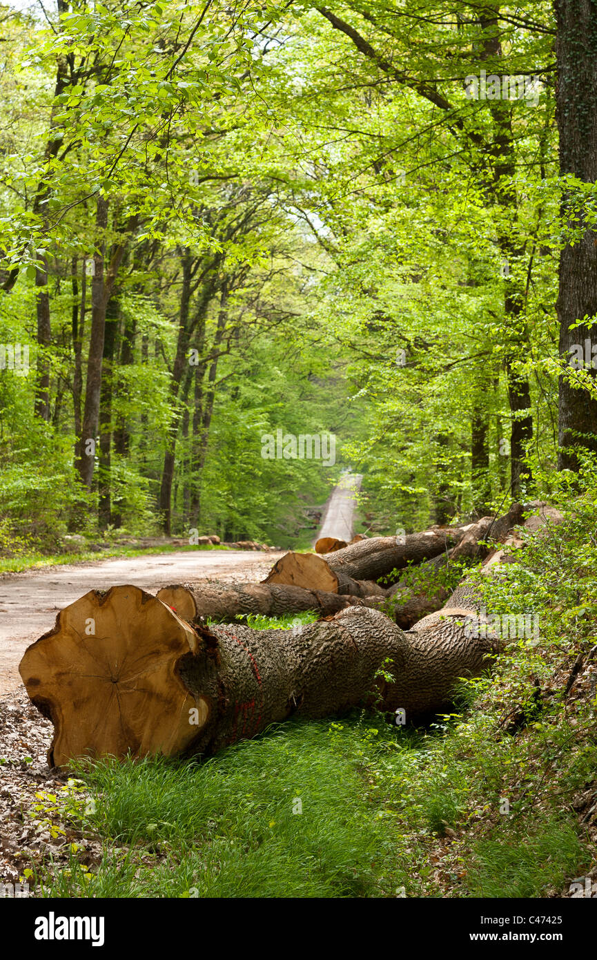 Trees trunks lying in National Forest of  Tronçais (Troncais),  Saint Bonnet Tronçais 03360, France Stock Photo