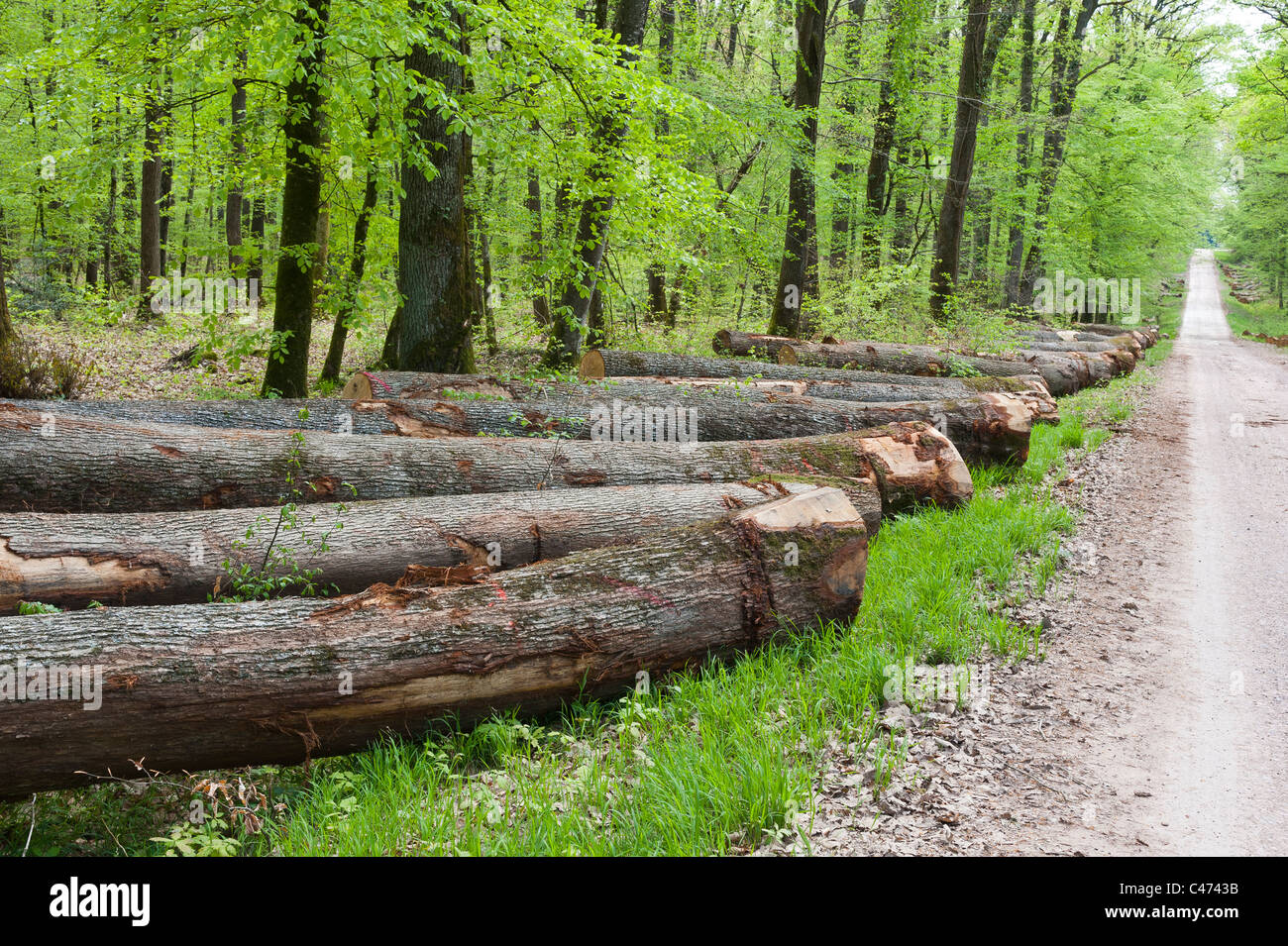 Trees boles lying  at the edge of a forest path, in National Forest of  Tronçais (Troncais),  Saint Bonnet Tronçais 03360, France Stock Photo