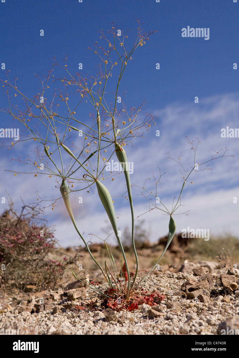 Desert trumpet plant (Eriogonum inflatum) - Mojave desert, California USA Stock Photo