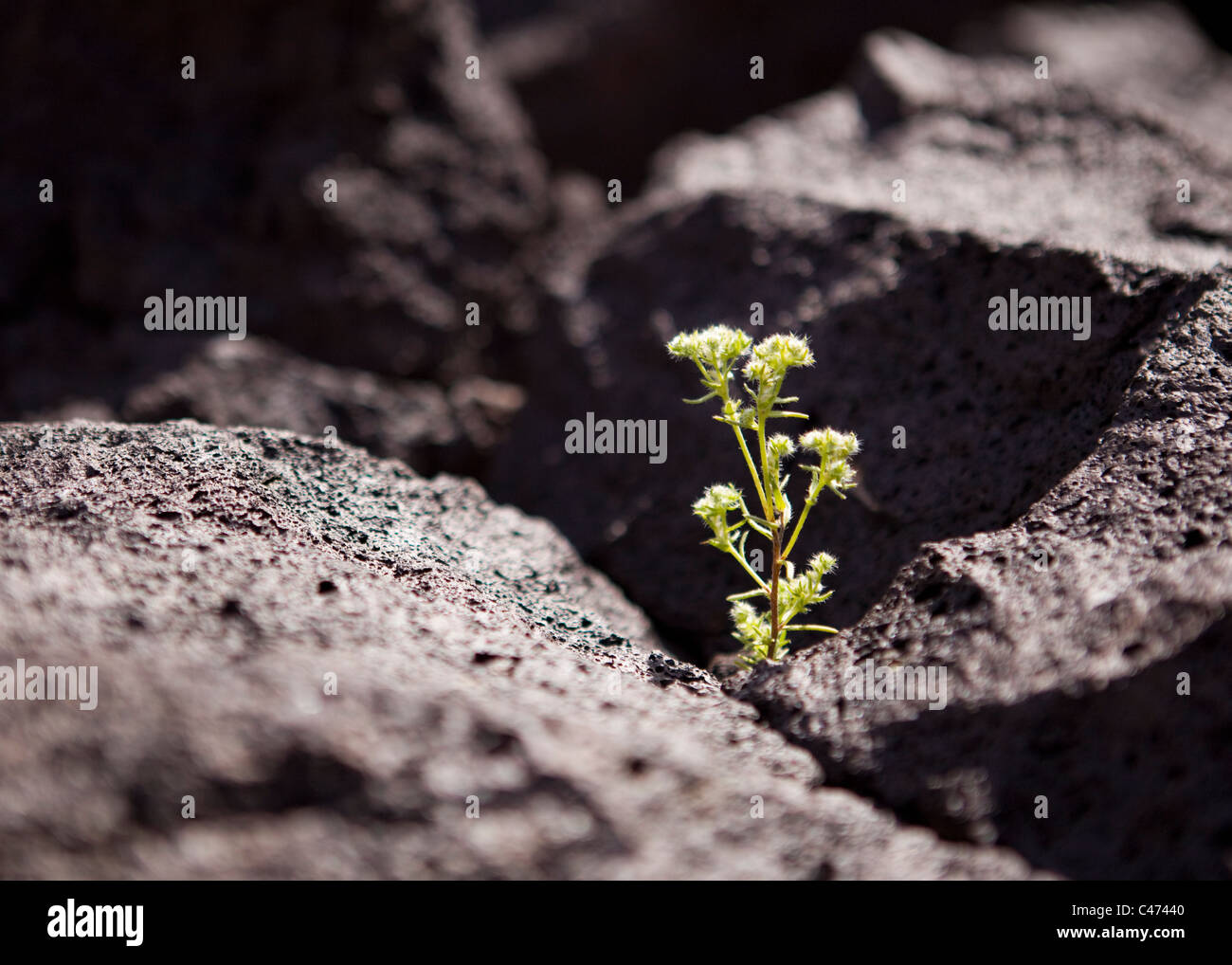 A plant growing out of a thin crack in igneous volcanic rock (lava rock) - California USA Stock Photo