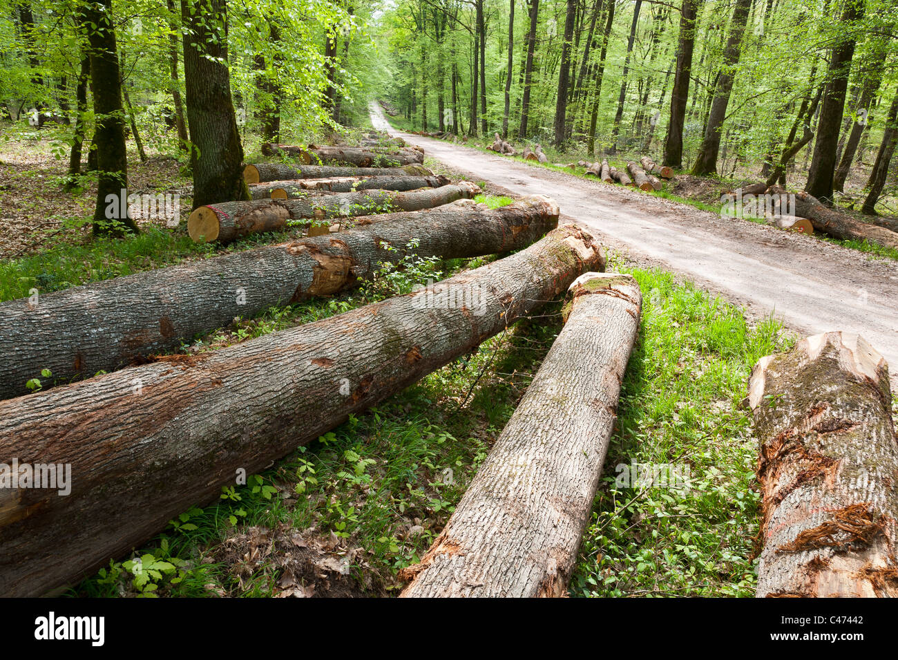 Trees trunks lying in National Forest of  Tronçais (Troncais),  Saint Bonnet Tronçais 03360, France Stock Photo