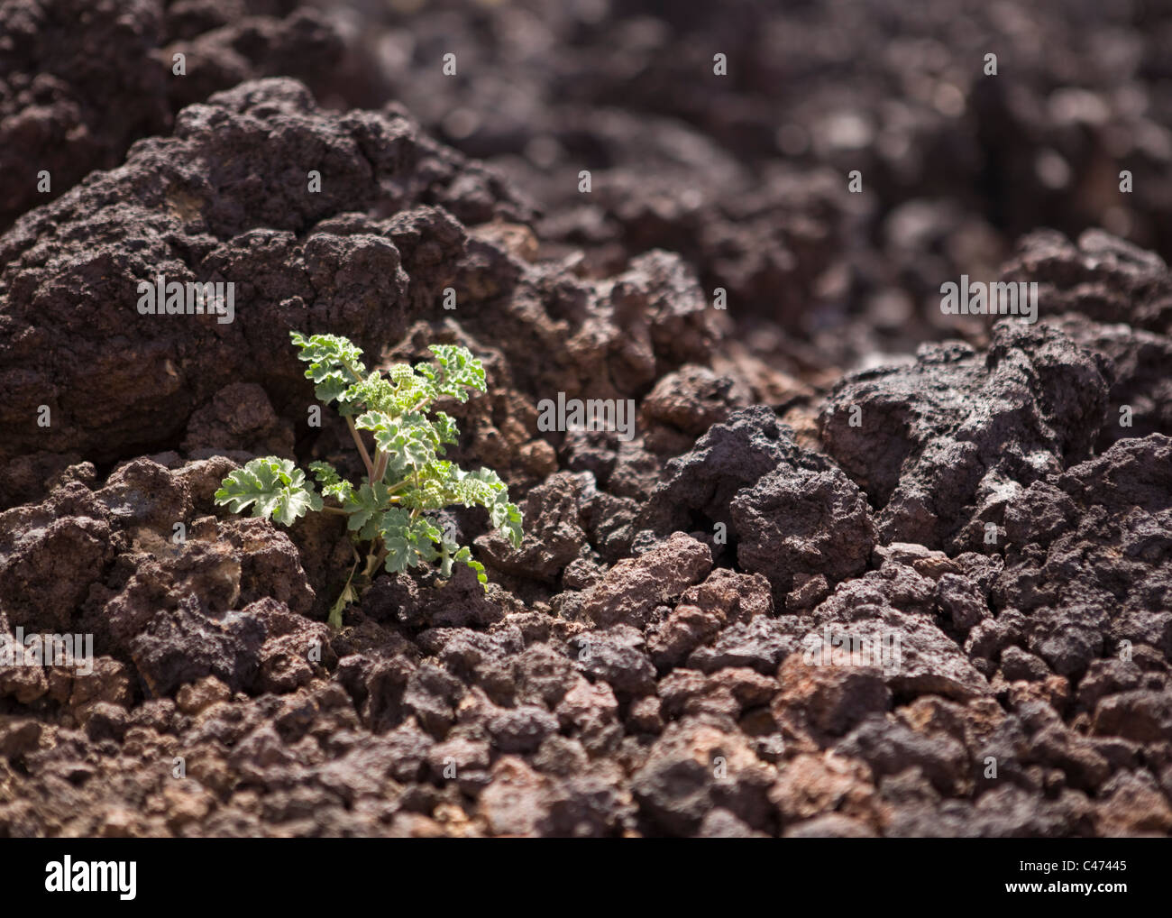 A plant growing on igneous rock pebbles - California USA Stock Photo