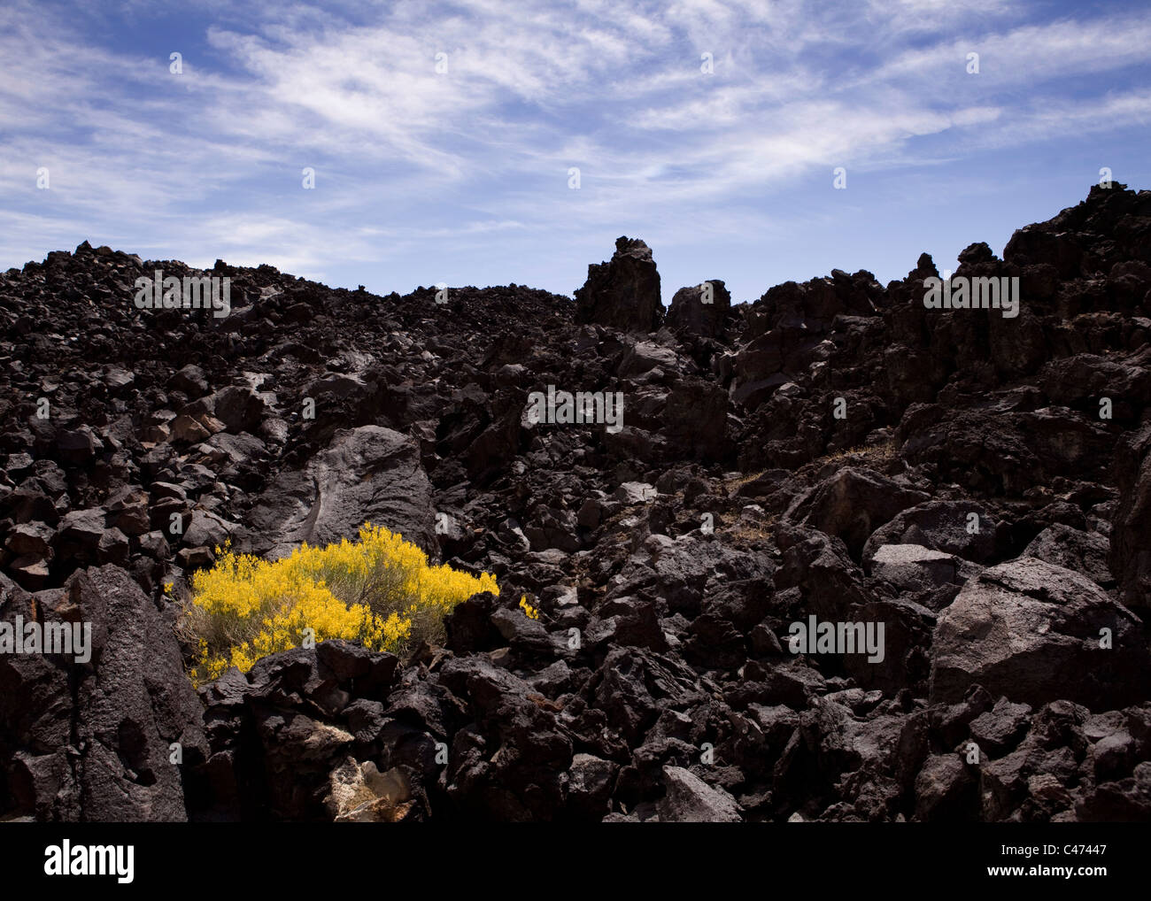 A Brittlebush (Encelia farinosa) growing on dark volcanic lava rock formation - Mojave desert, California USA Stock Photo