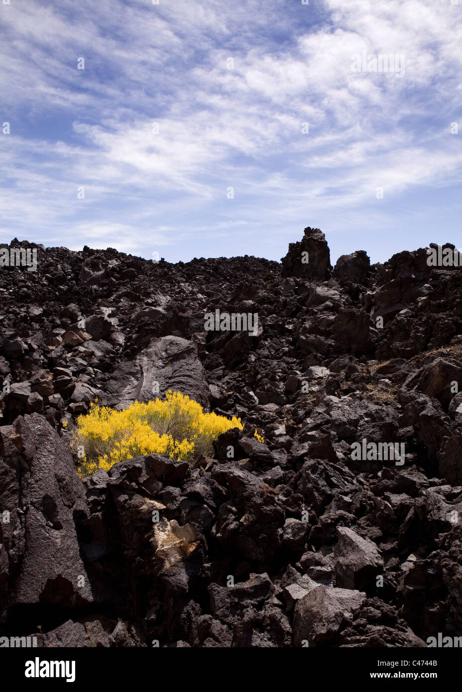 A Brittlebush (Encelia farinosa) growing on dark volcanic lava rock formation - Mojave desert, California USA Stock Photo