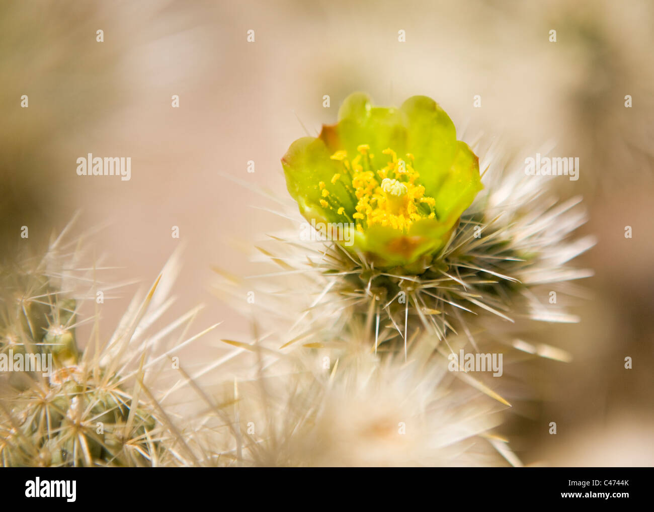 Cholla cactus in bloom - Mojave, California USA Stock Photo