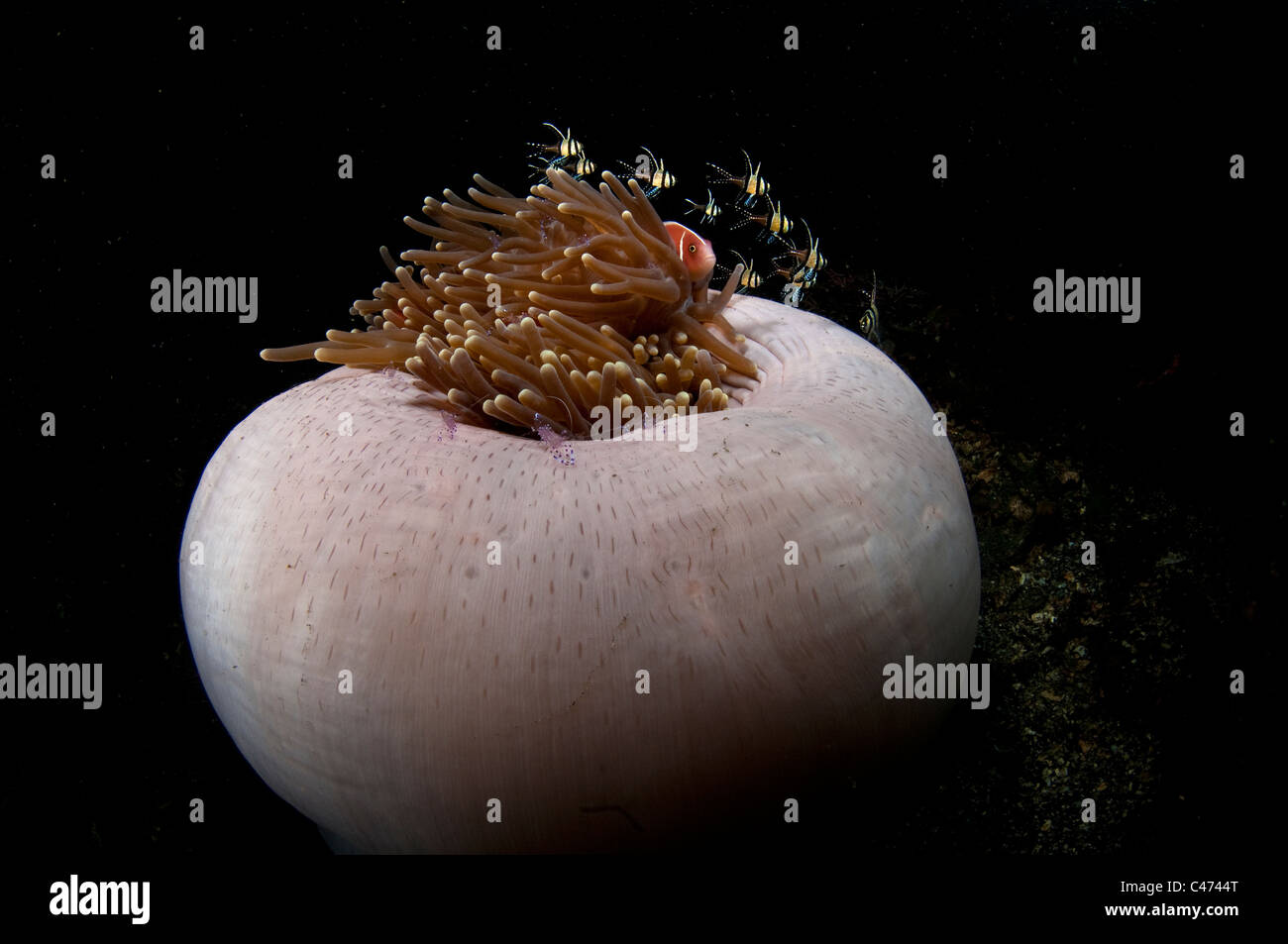 Pink anemonefish and Banggai Cardinalfish around a white Anemone Stock Photo