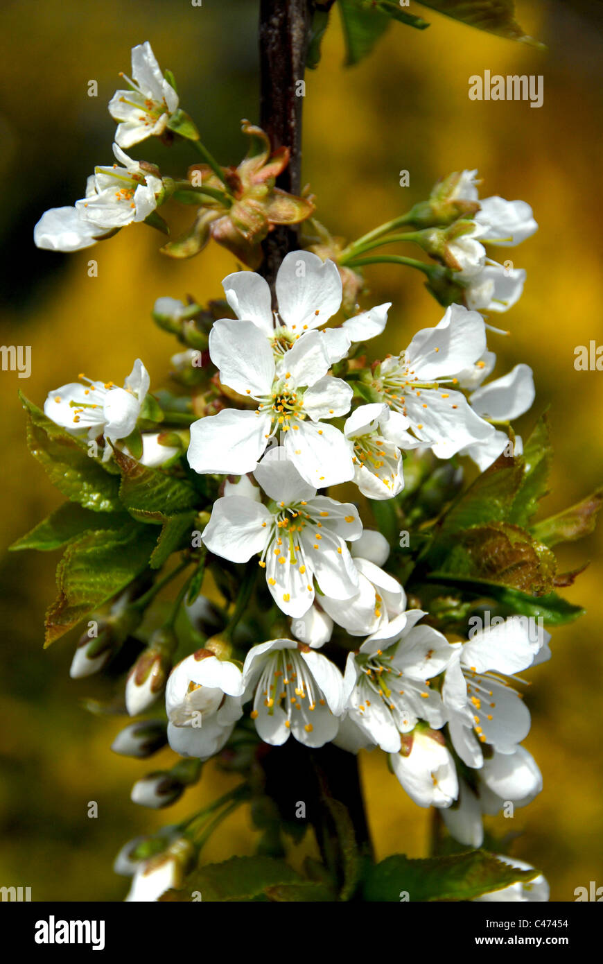 white sweet cherry blossom seen in German allotment garden in Hamburg during spring Stock Photo