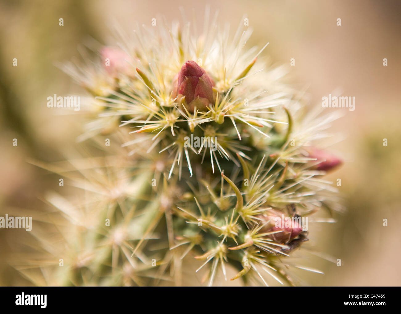 Cholla cactus in bloom - Mojave, California USA Stock Photo