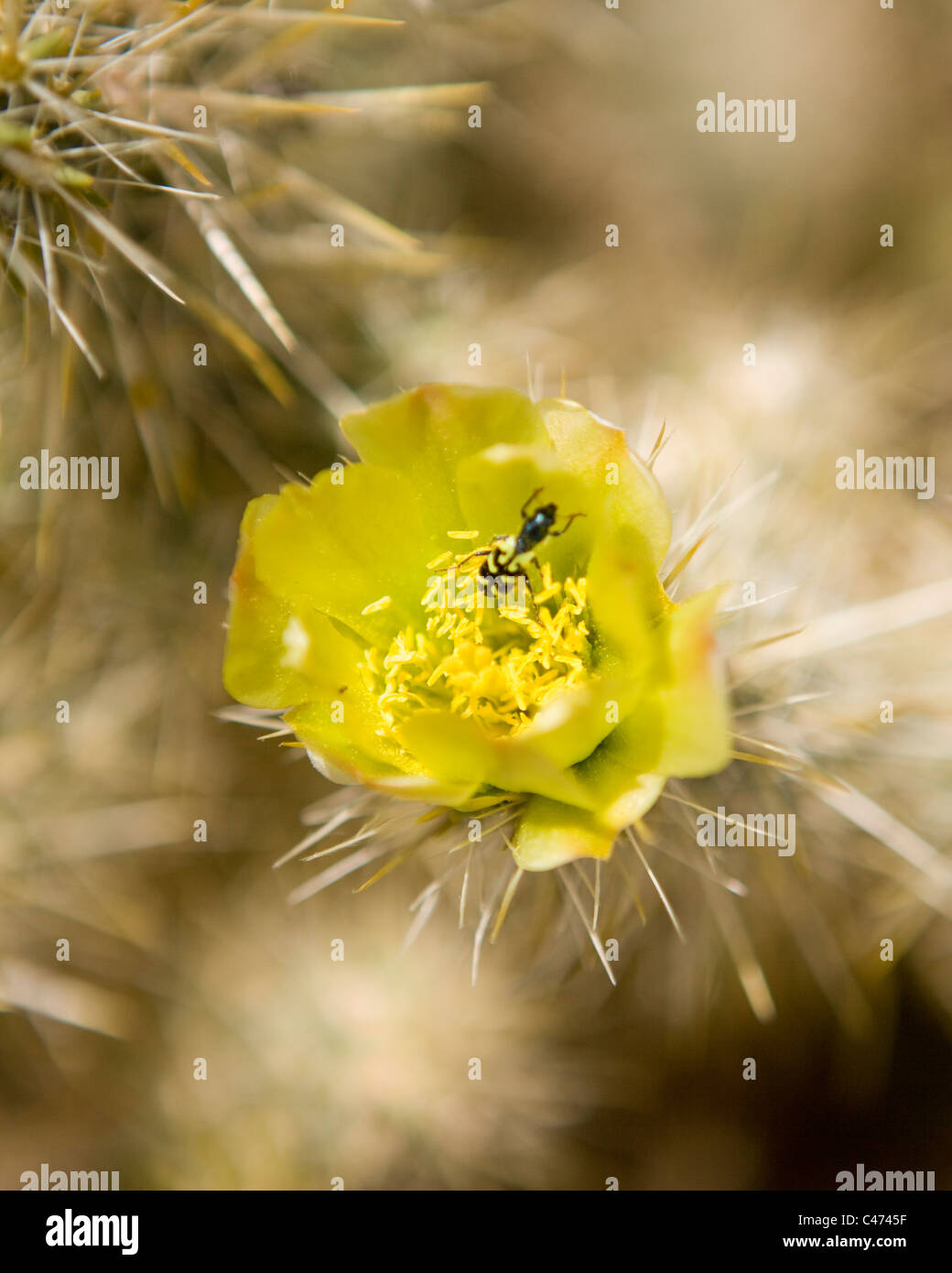 Cholla cactus in bloom - Mojave, California USA Stock Photo