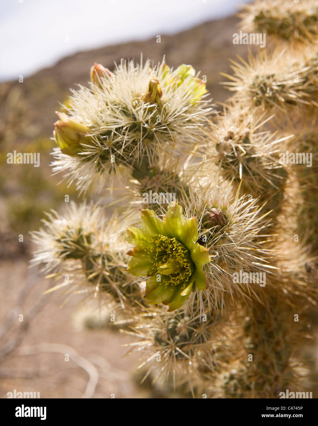 Cholla cactus in bloom - Mojave, California USA Stock Photo