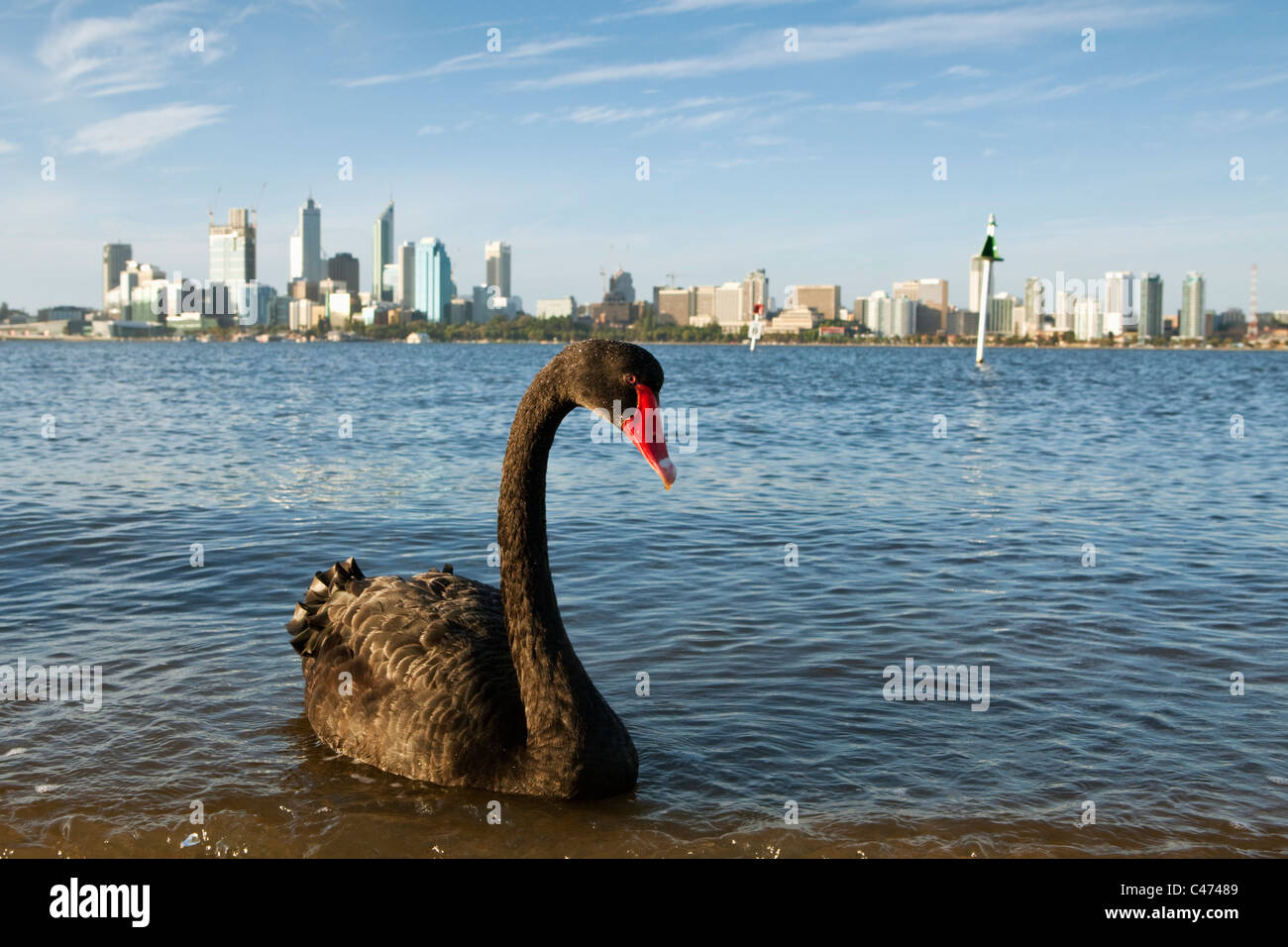 Black swan (Cygnus atratus) on Swan River with city skyline in background. Perth, Western Australia, Australia Stock Photo