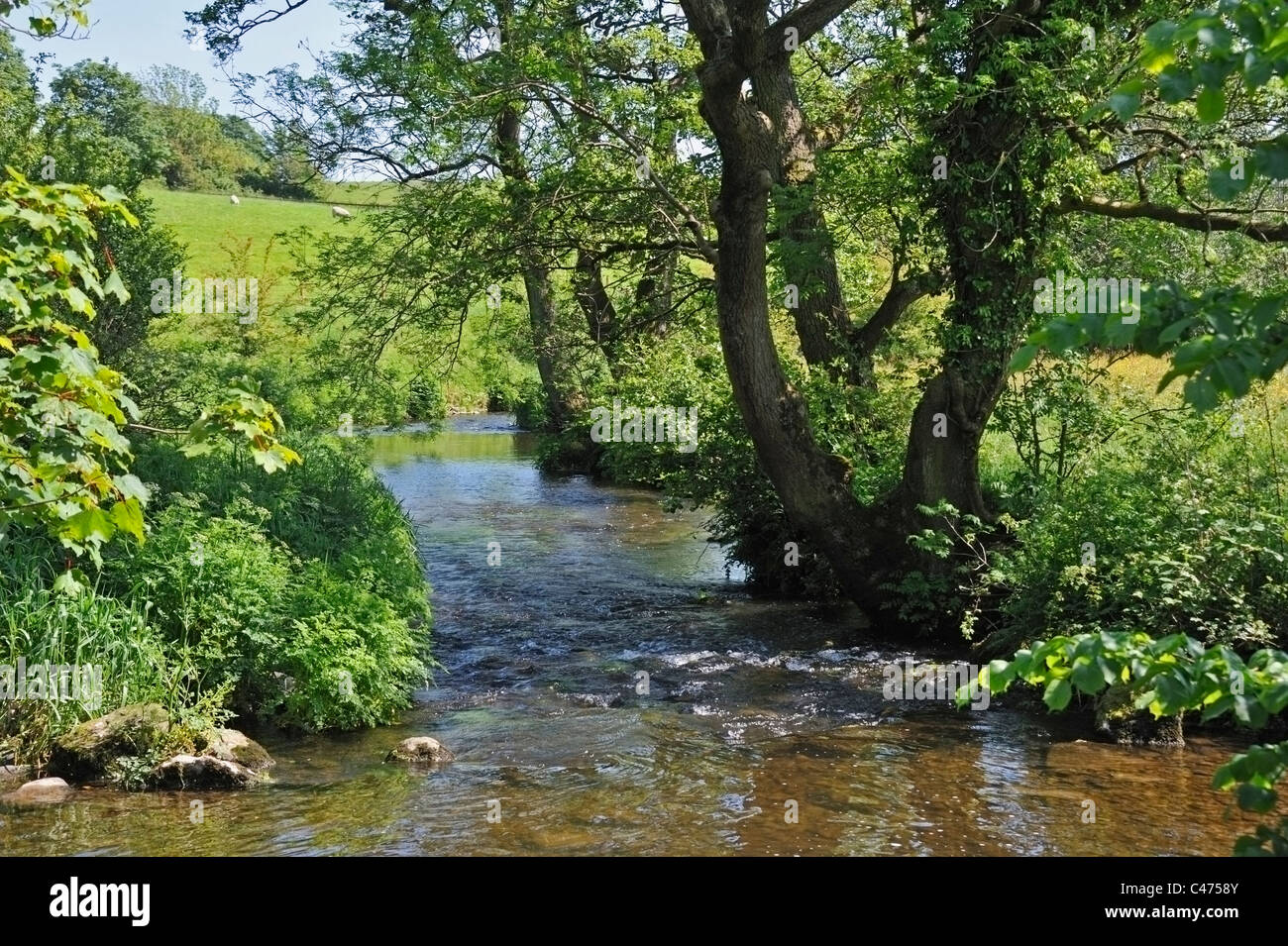 Stainton Beck from Stainton Aqueduct No.171.  Northern Reach of the Lancaster to Kendal canal. Crooklands, Cumbria, England, U.K Stock Photo