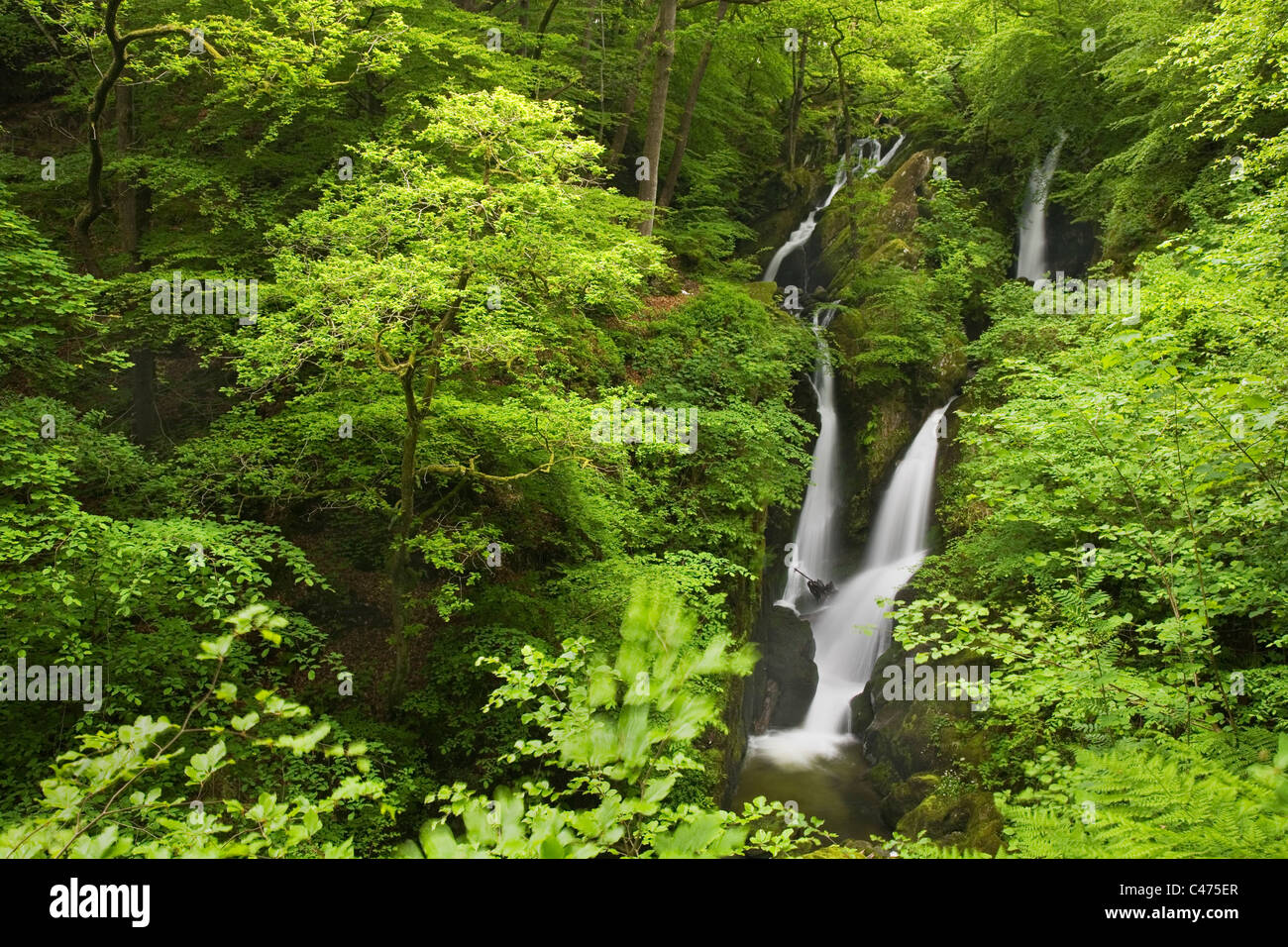 Stock Ghyll Force waterfall and Stock Ghyll woods near Ambleside in The Lake District National Park Cumbria UK Stock Photo