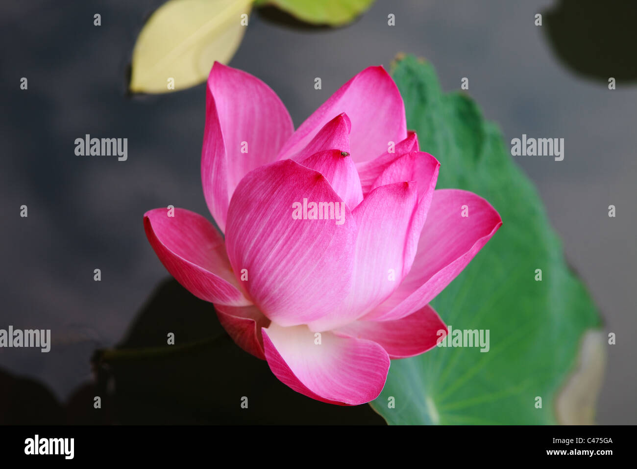 Photograph of a Lotus Lily / Flower which was located in a Bangkok