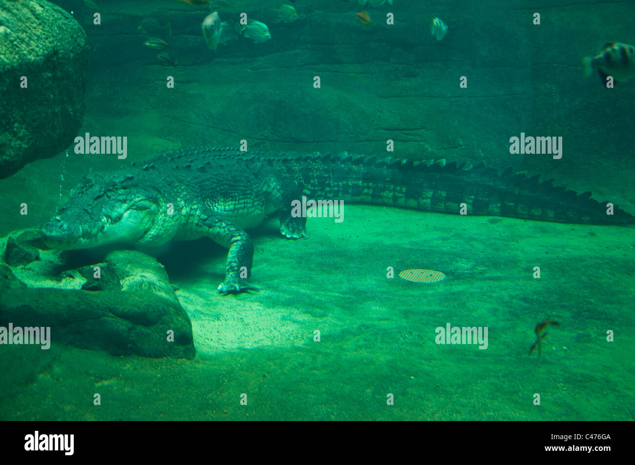 crocodile in the sydney zoo, australia Stock Photo