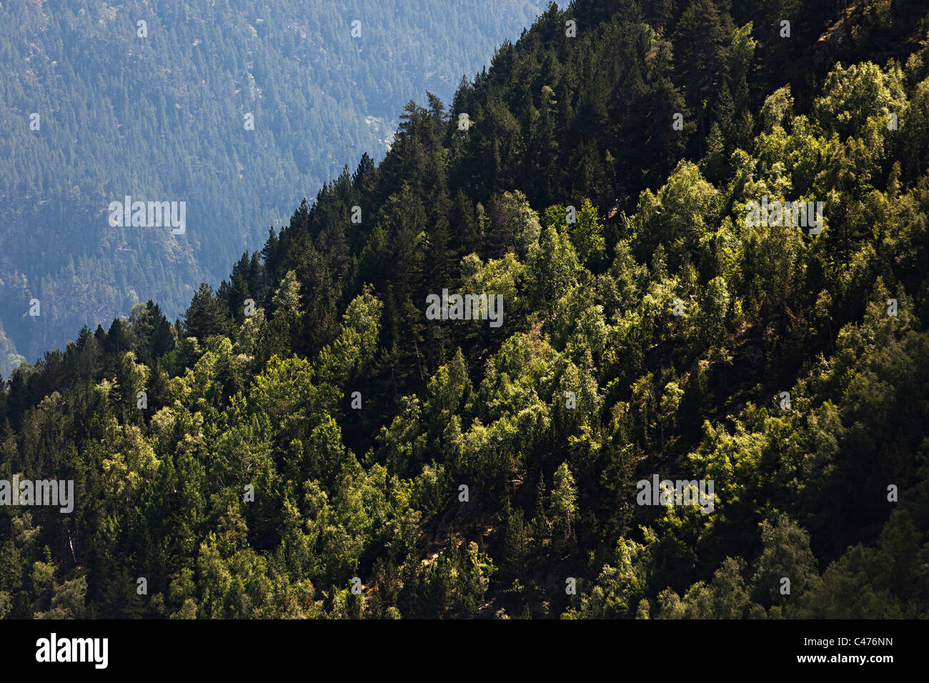 Wooded mountain slopes Arcalis valley Andorra Stock Photo