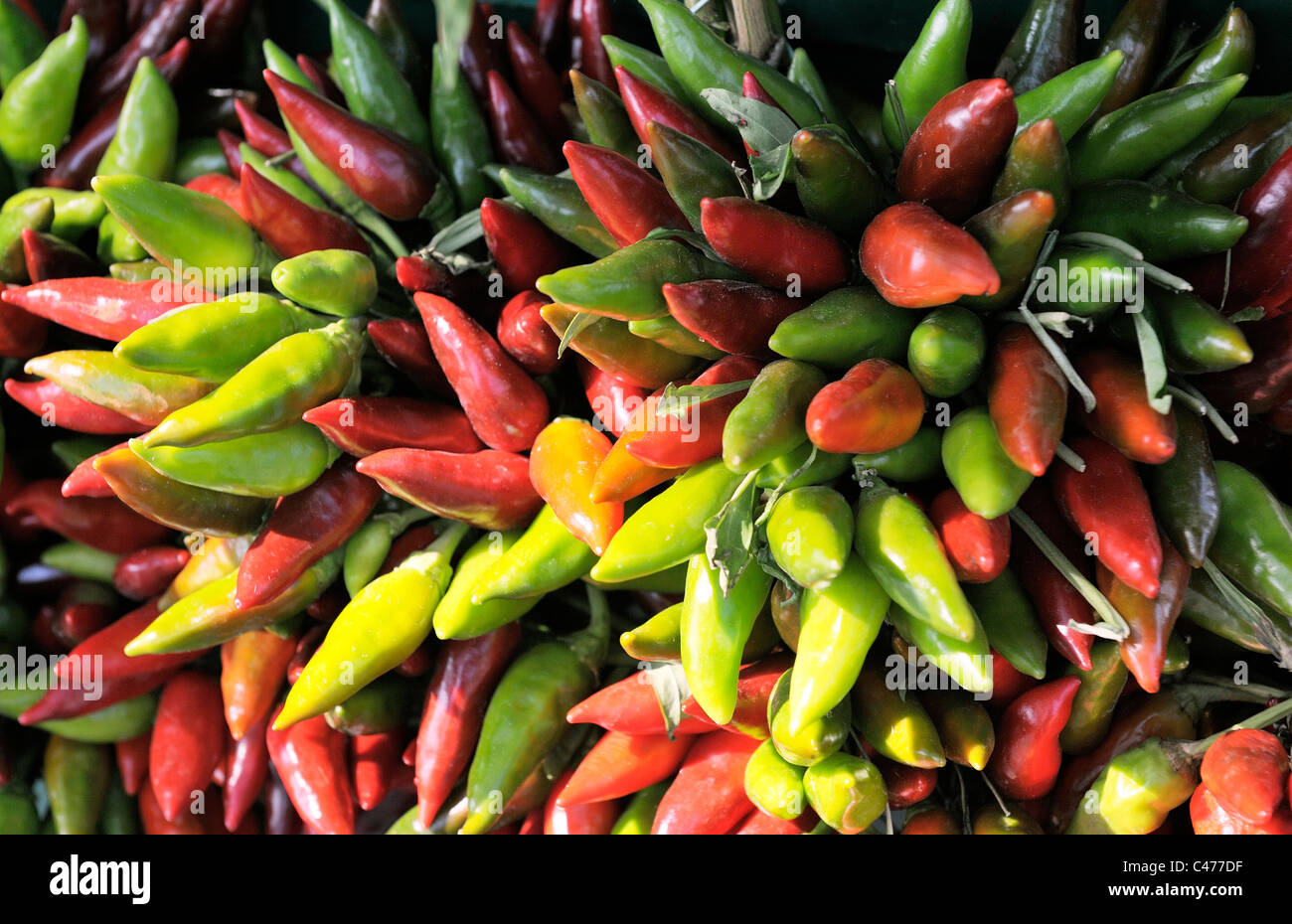 Bunch of red and green peppers pepper pods Stock Photo