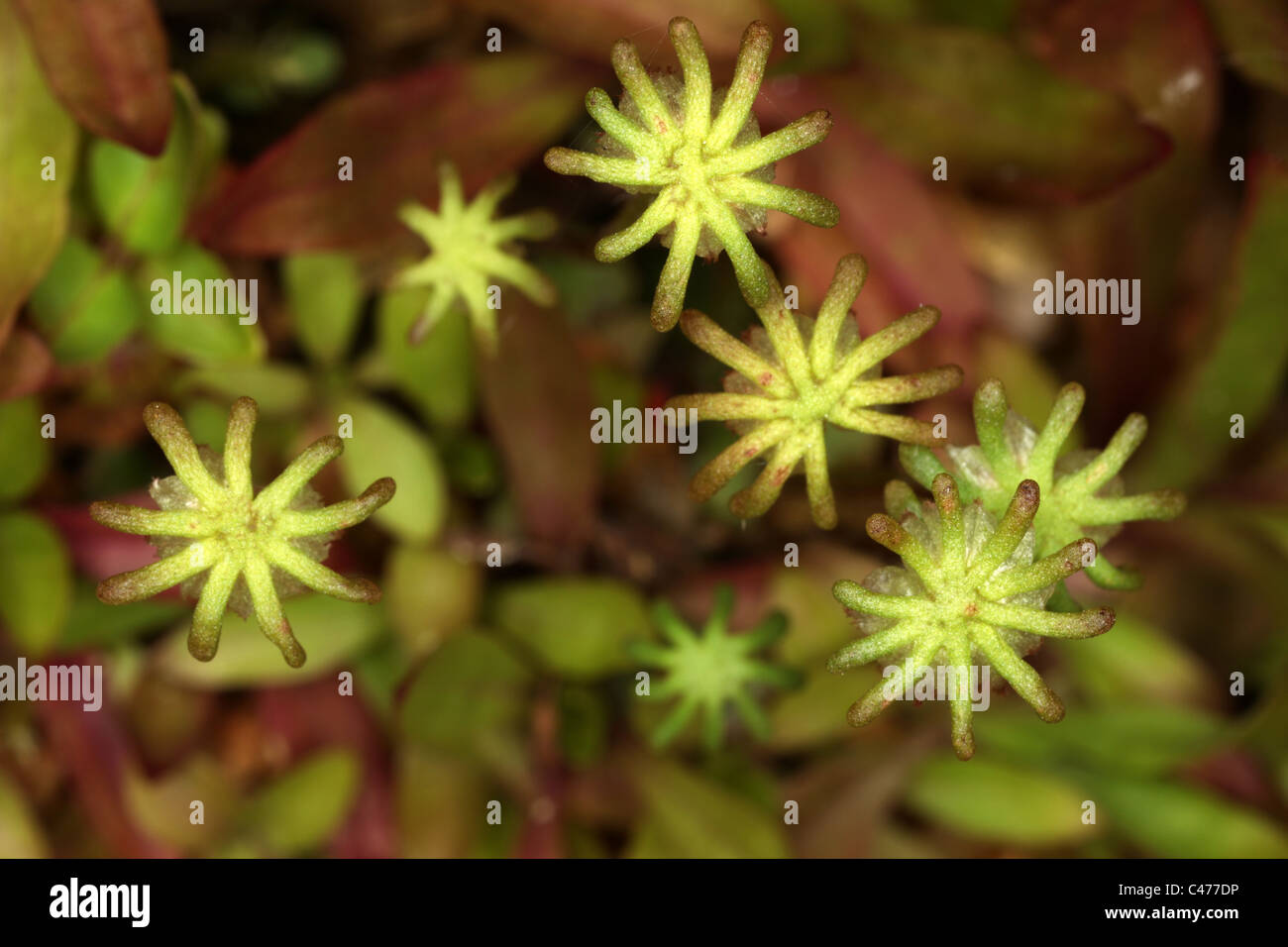 Marchantia polymorpha - common liverwort - umbrella liverwort - umbrella-like male gametophores - Bryophyte Stock Photo