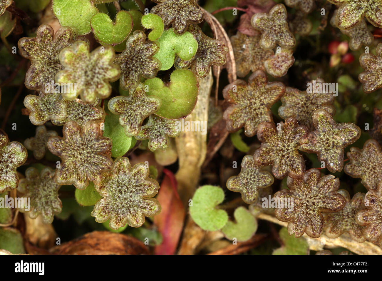 Marchantia polymorpha - common liverwort - umbrella liverwort - female gametophores - Bryophyte Stock Photo