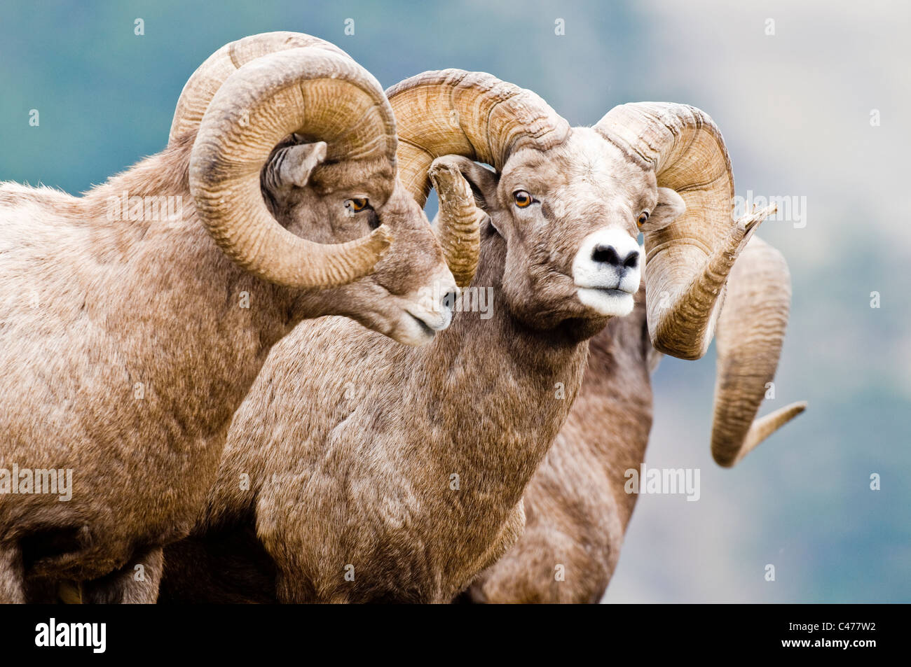Rocky Mountain bighorn sheep (Ovis canadensis canadensis) rams on Wildhorse Island in Flathead Lake Montana Stock Photo