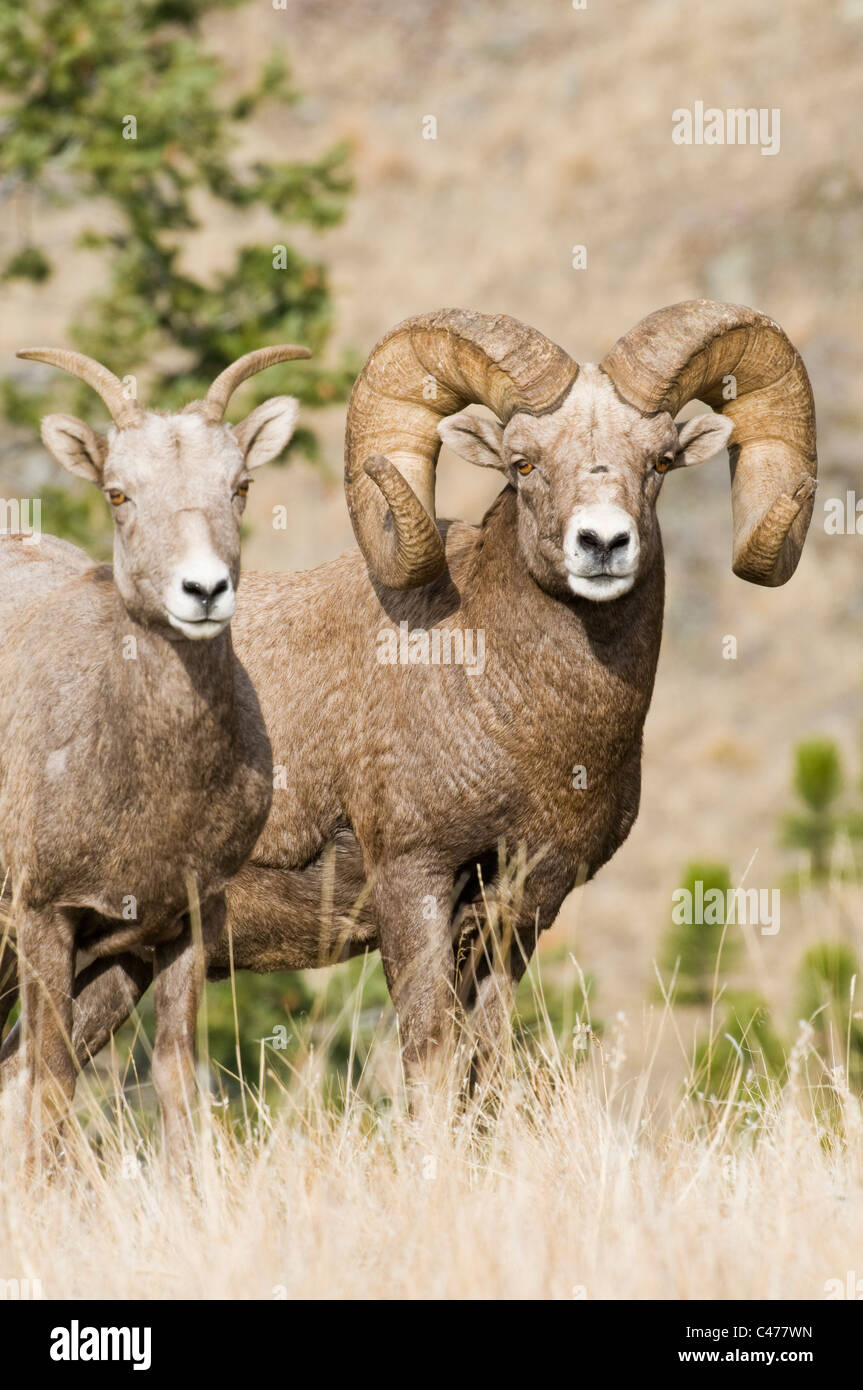 Rocky Mountain bighorn sheep ram (Ovis canadensis canadensis) and ewe during rut on Wildhorse Island in Flathead Lake Montana Stock Photo