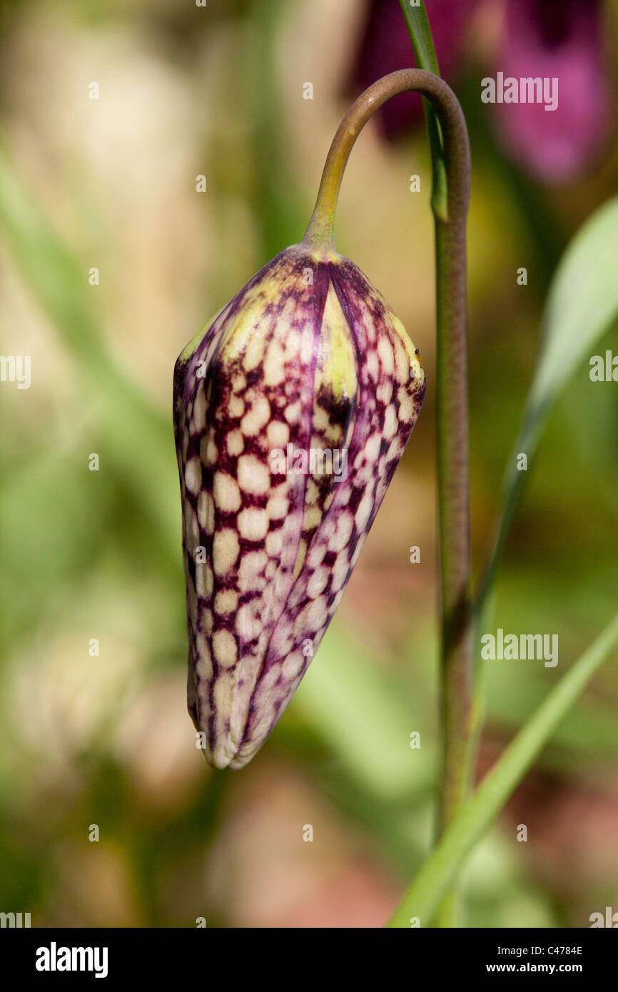 snake's head fritillaries, wild flowers in Spring Stock Photo