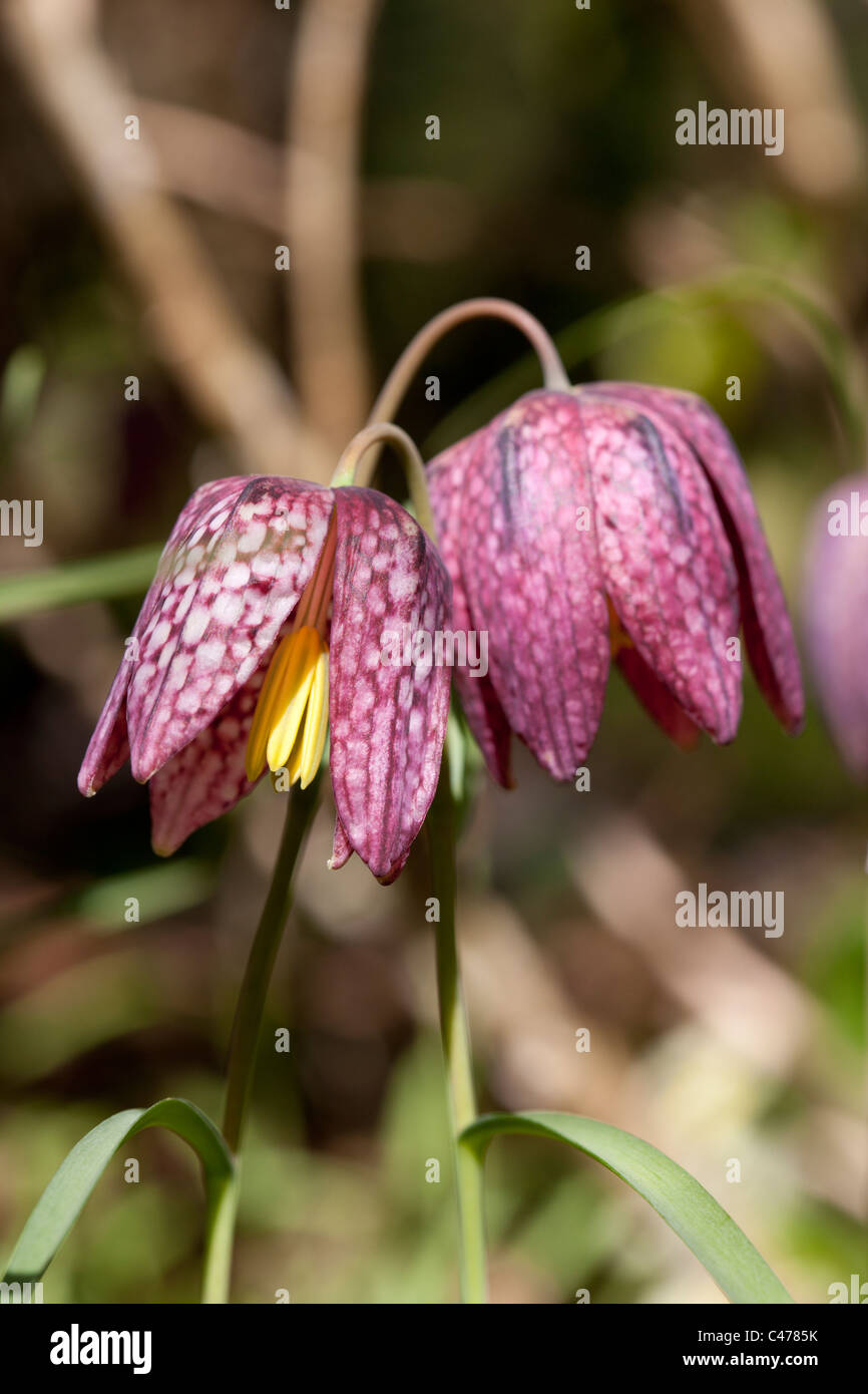 snake's head fritillaries, wild flowers in Spring Stock Photo