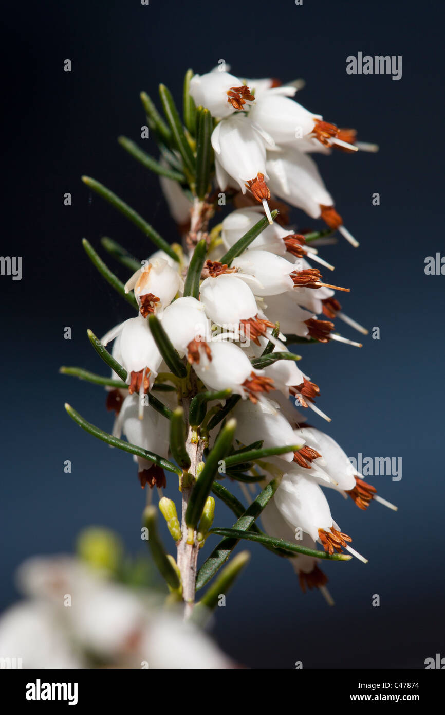 White heather flowers in early spring in Scotland Stock Photo