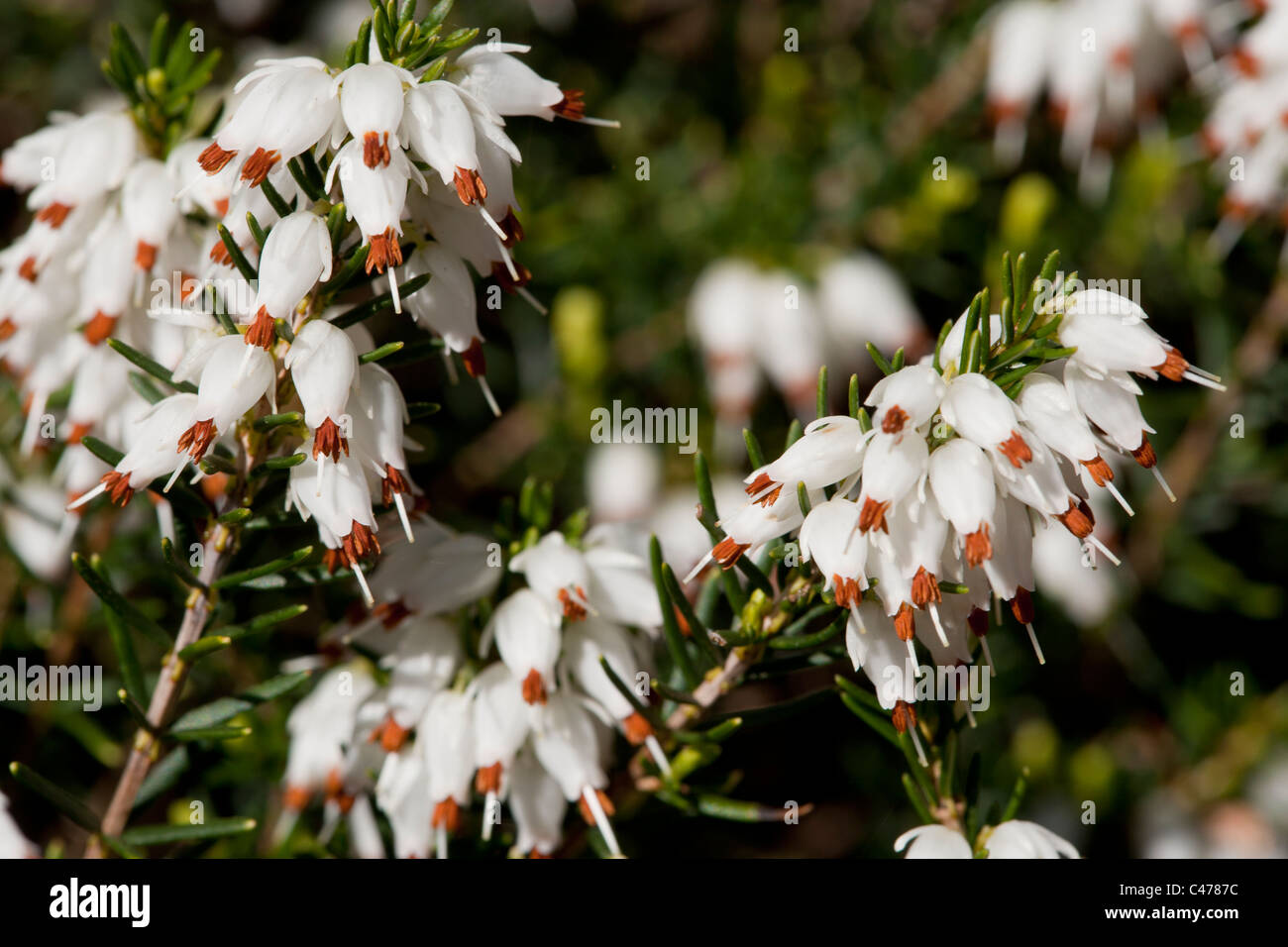 White heather flowers in early spring in Scotland Stock Photo