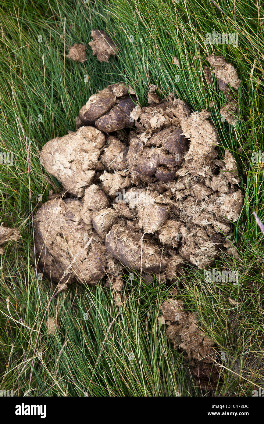 Dry horse faeces in grass Stock Photo