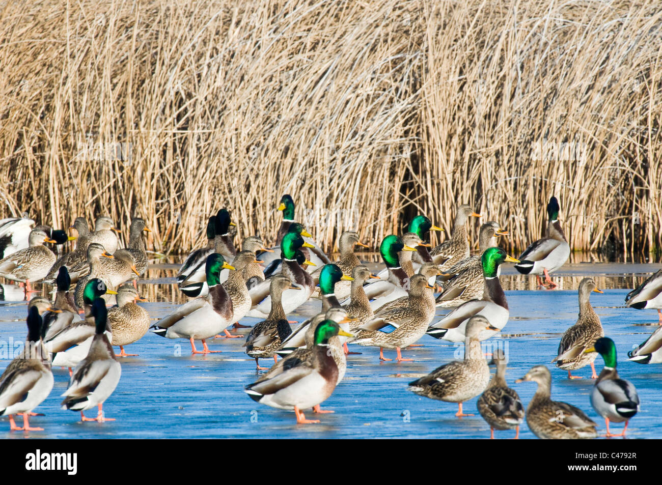 Mallards standing on ice (Anas platyrhynchos) at Hagerman Wildlife Management Area ID Stock Photo