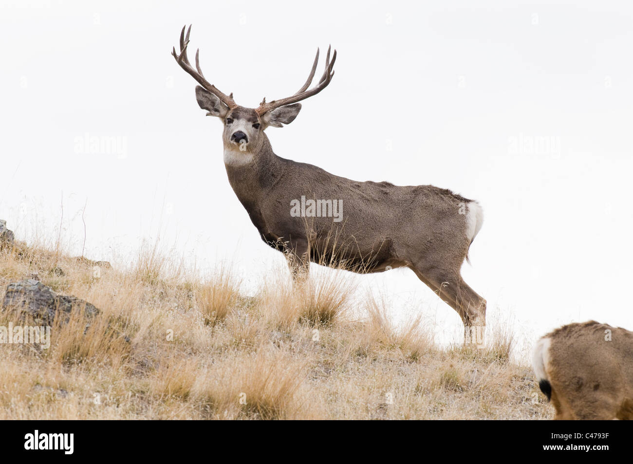 Mule deer (Odocoileus hemionus) buck Stock Photo